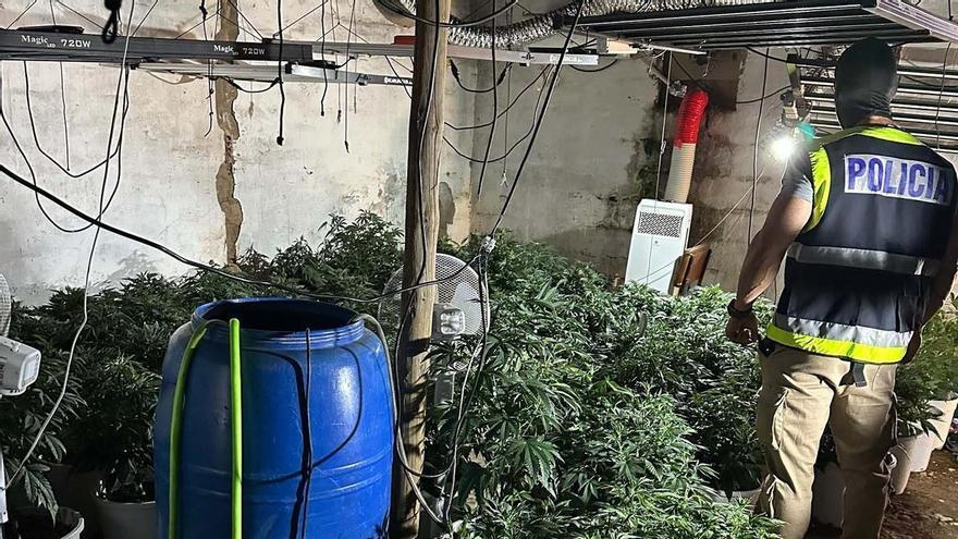 El fuerte olor destapa una plantación de marihuana oculta en