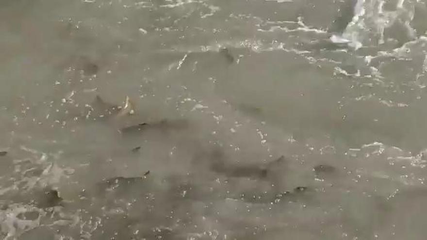 Miles de barbos atrapados en el Azud de Manterola por la falta de una escala para peces