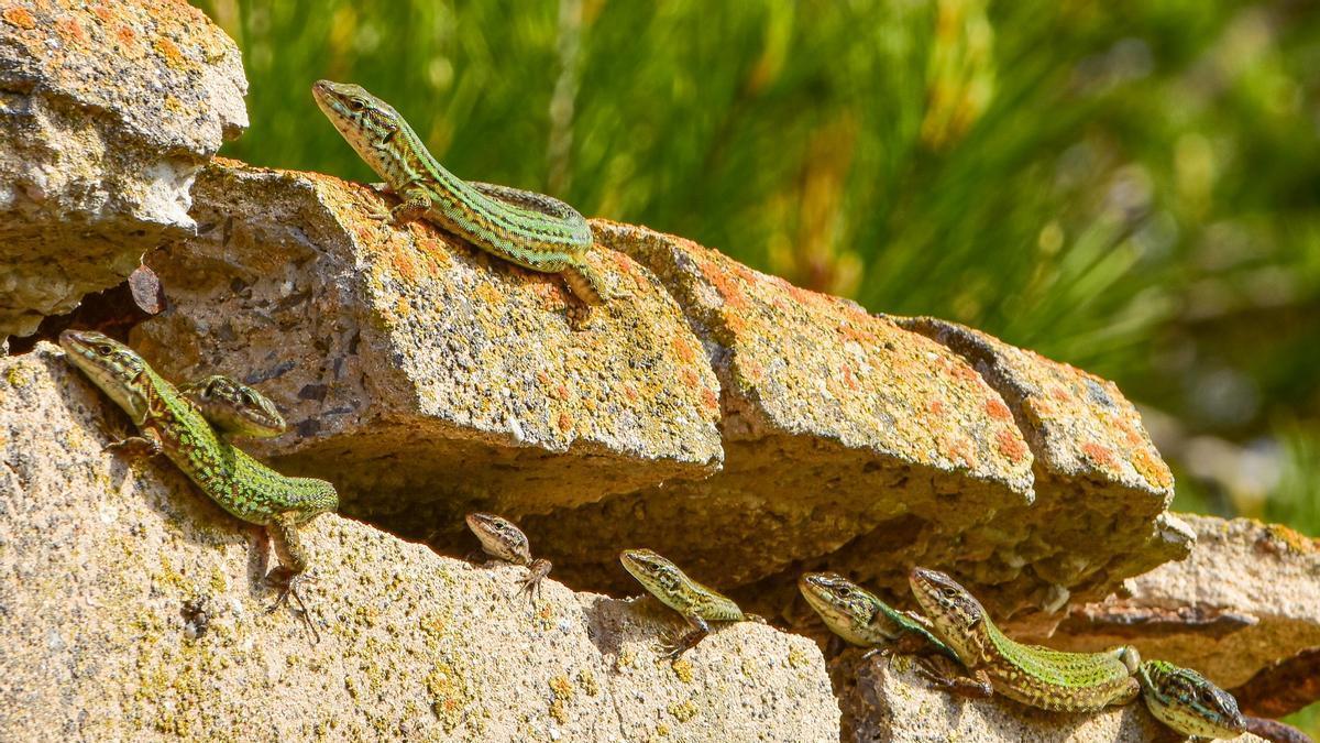 Imagen capturada por Sebastián Candela, que con sus fotografías quiere concienciar del serio peligro que corren las lagartijas pitiusas.
