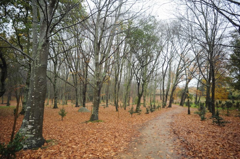 El pazo de Rubiáns muestra su gran tesoro botánico