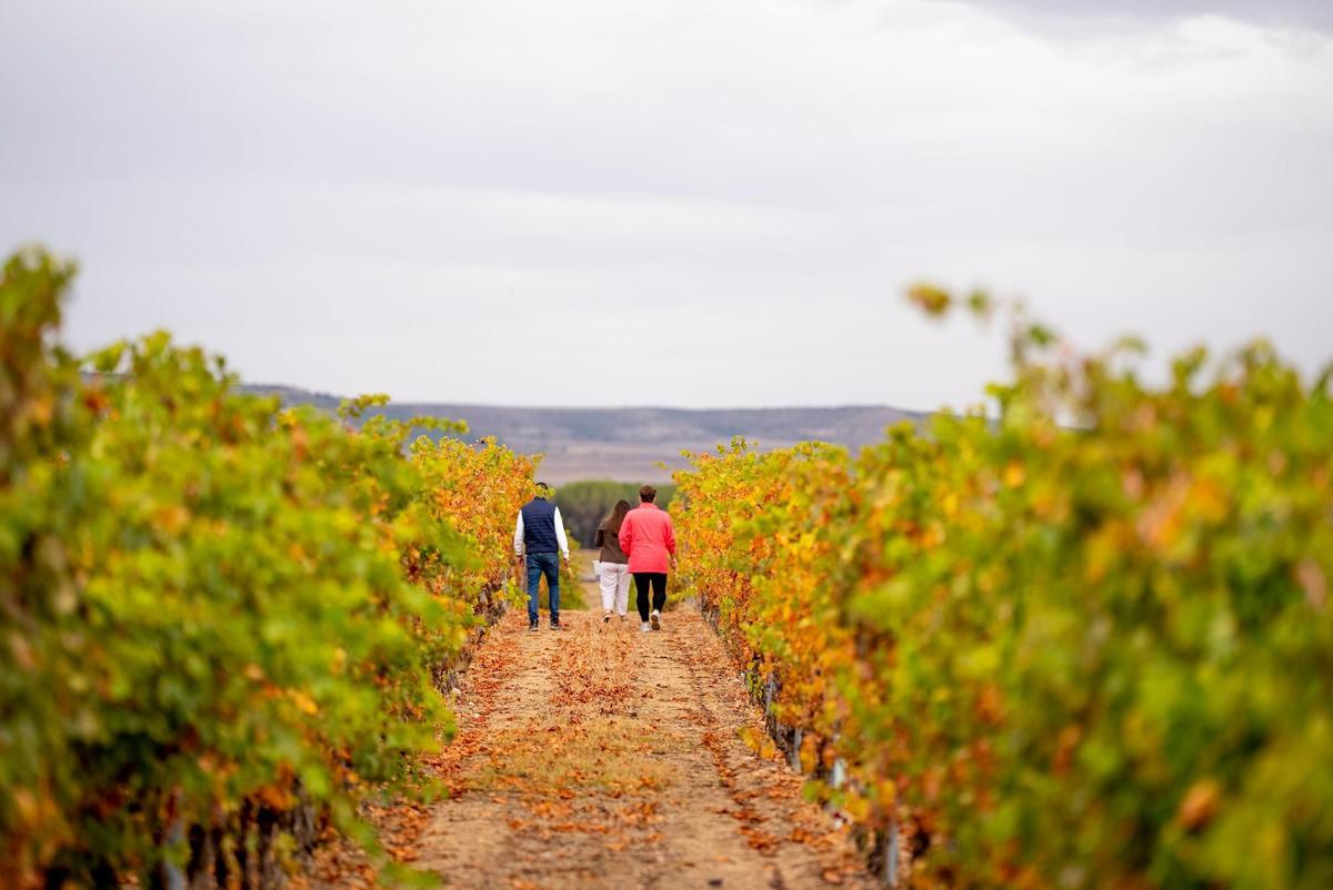 Cruz de Alba, vinos