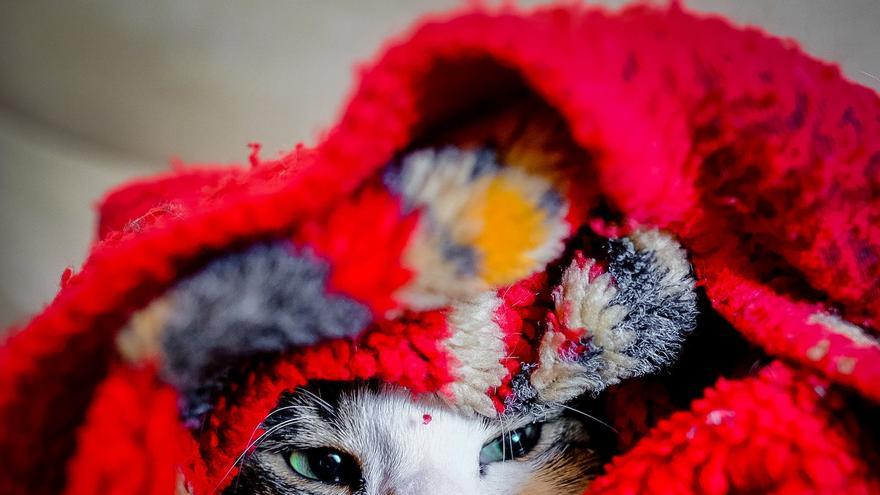 ¿A qué temperatura pasan frío los gatos?