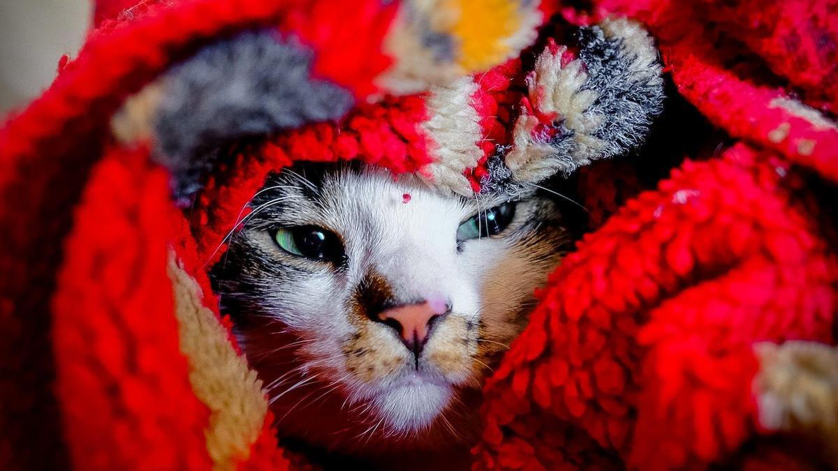 Los gatos pueden sentir frío: a partir de qué temperatura acusan el descenso térmico.