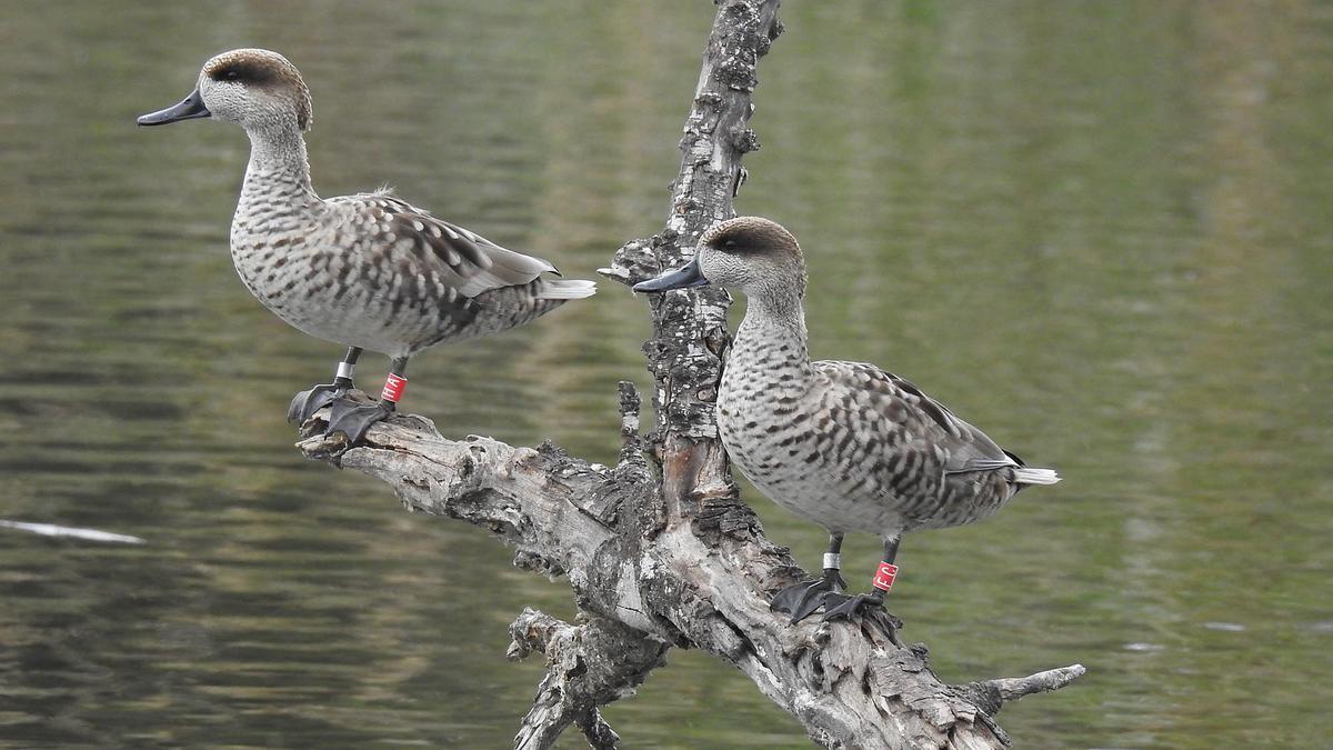 Cercetas pardillas en el Clot de Galvany