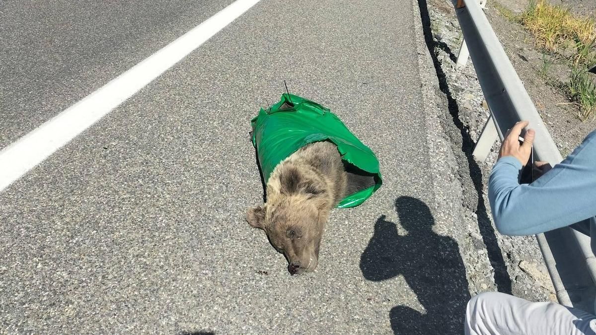 Un oso muerto en la Autopista del Huerna tras ser arrollado.