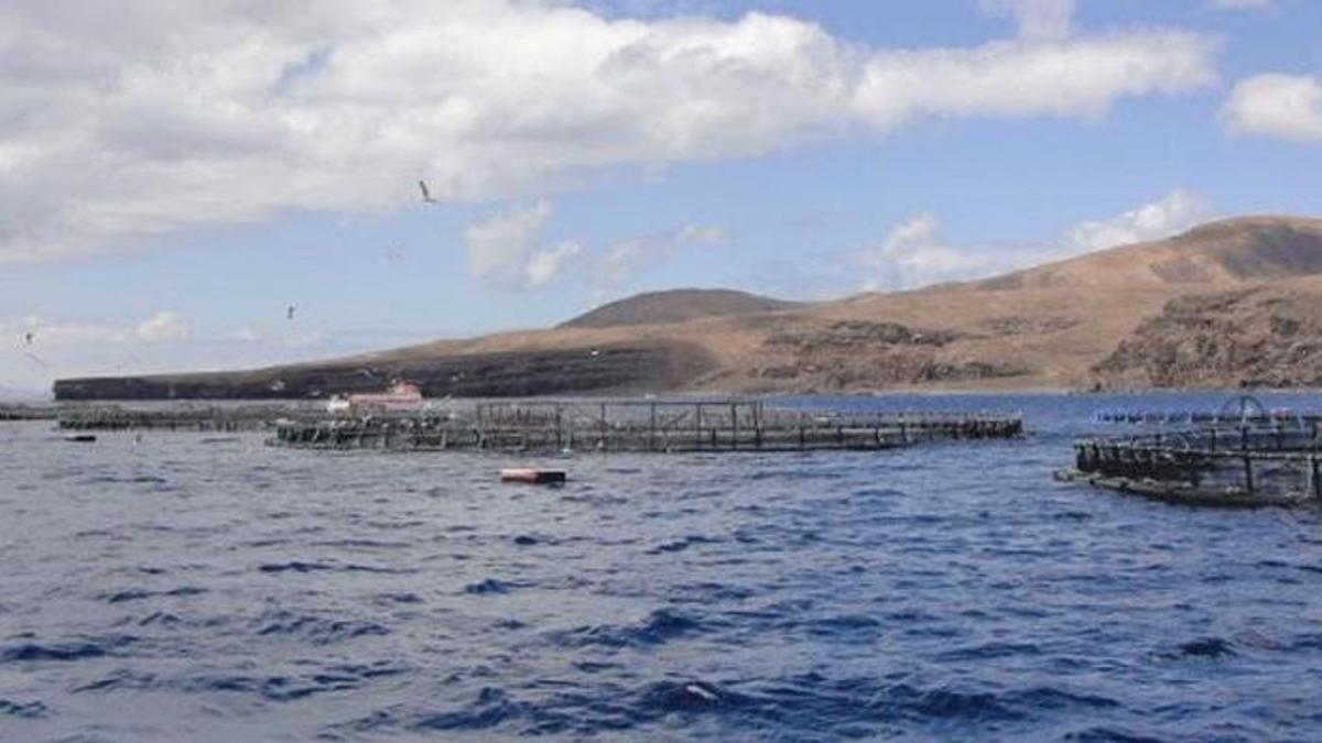 Jaulas marinas en la costa de Tías