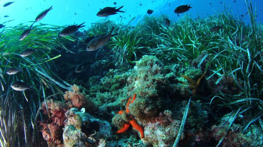 La sequía ha permitido liberar los fondos marinos del litoral axárquico de los residuos procedentes de las depuradoras.