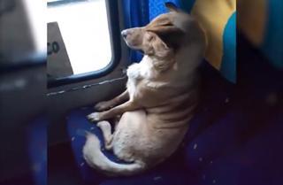 El entrañable gesto de un conductor con un perro callejero que se subió al autobús