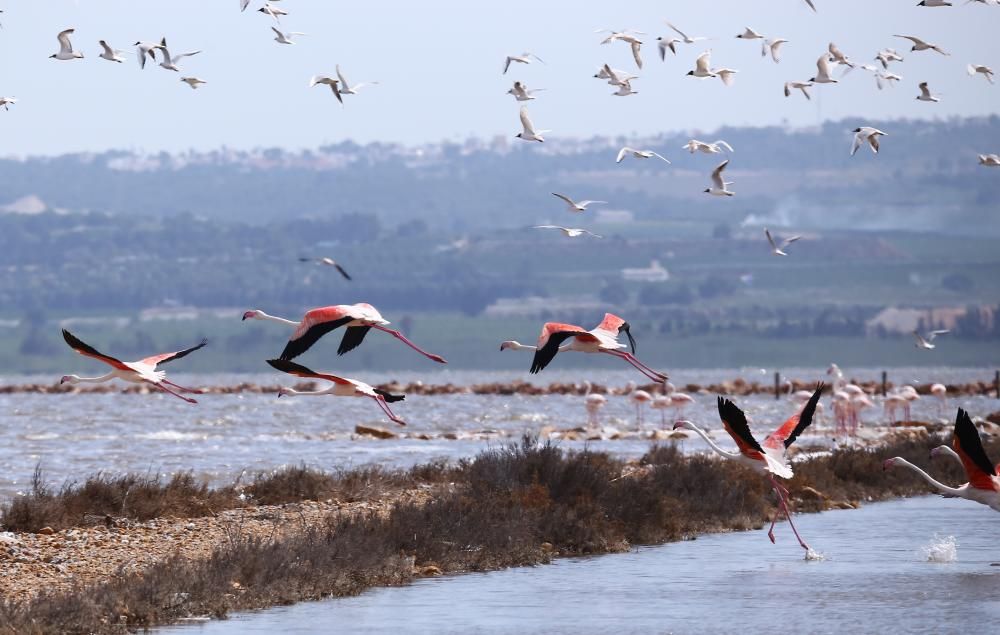La laguna de Torrevieja acoge 1.500 ejemplares adultos de flamenco y han anidado esta primavera por primera vez en 37 años. Han nacido 600 pollos.