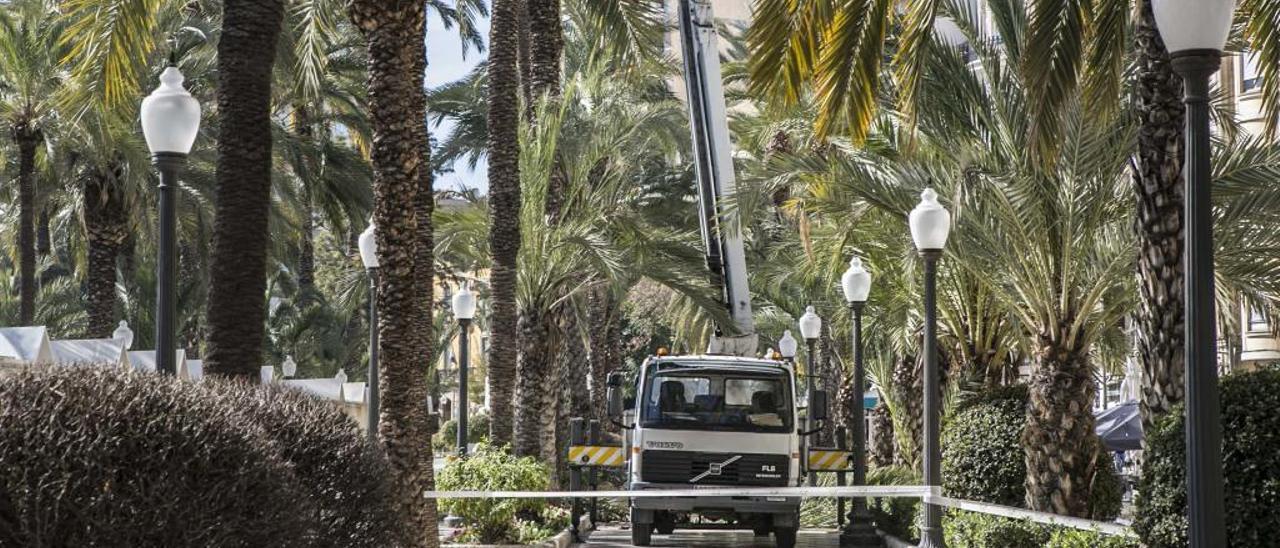 Poda de palmeras en la Explanada de Alicante contra el picudo