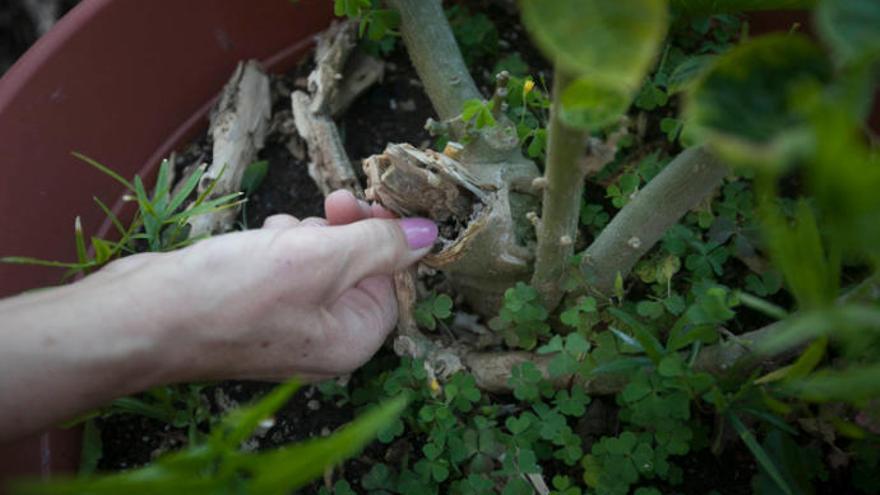 Imagen de la planta de una persona afectada por esta plaga.