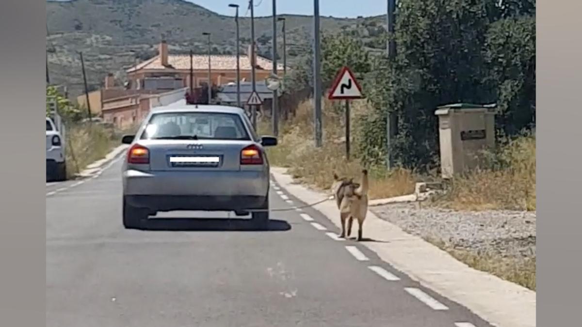 Maltrato animal: ata a un perro al coche y se pasea por las calles