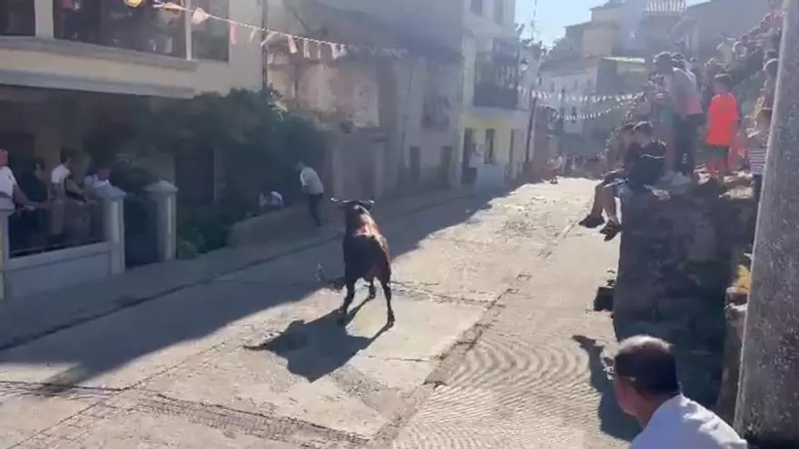VÍDEO | Un toro se cuela en una bodega durante el encierro de Fermoselle, en Zamora