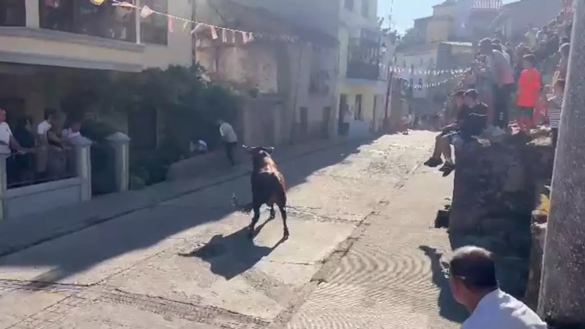 VÍDEO | Un toro se cuela en una bodega durante el encierro de Fermoselle, en Zamora