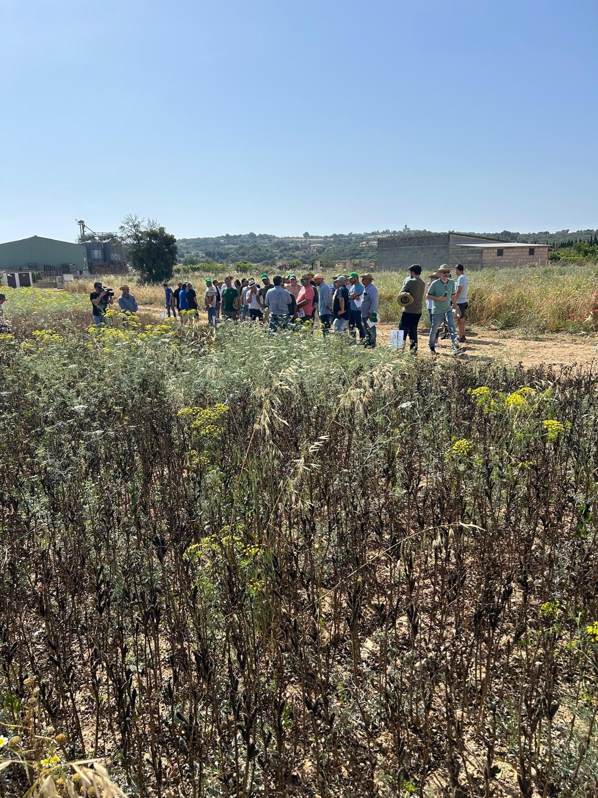 Agricultura | La jornada en el campo experimental de cereales en Maria de la Salut, en imágenes
