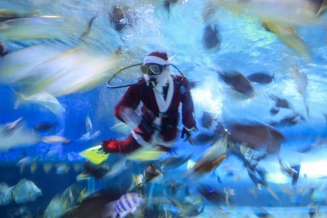 Un buzo vestido de Papa Noel nada entre los peces en el Acuario Amanecer en Tokio, Japón, como parte de las actividades programadas para la Navidad hoy, 14 de diciembre de 2018.