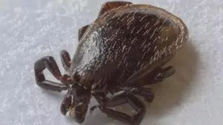 La malaltia de Lyme, transmesa per paparres, s'amaga en altres afeccions