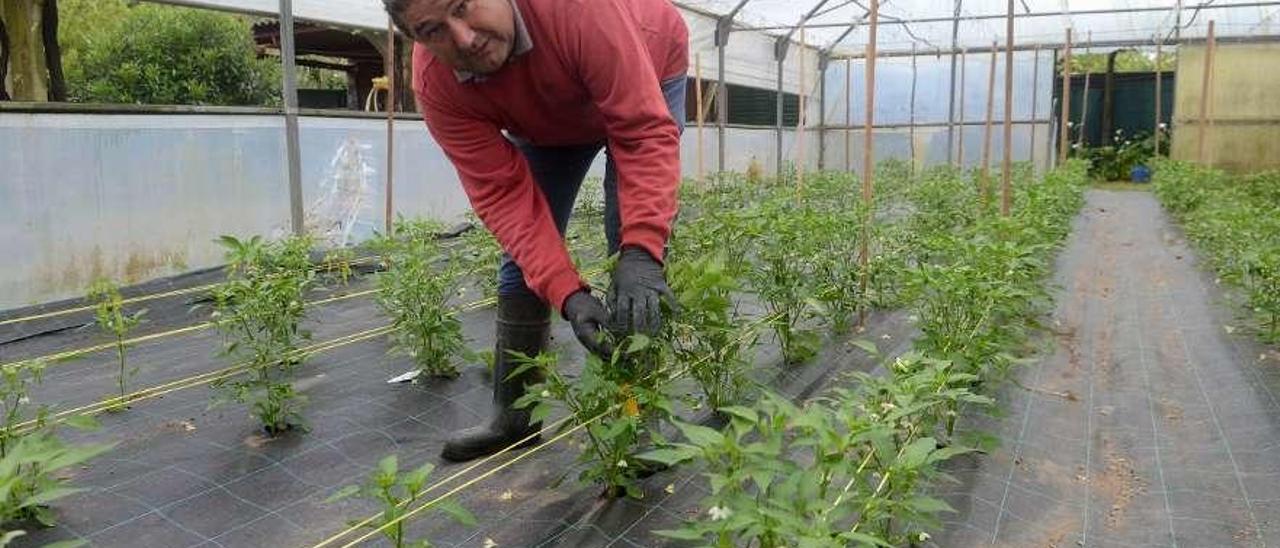 José Emilio Almeida, ayer, en uno de los invernaderos donde tiene pimiento tipo Padrón. // Noé Parga