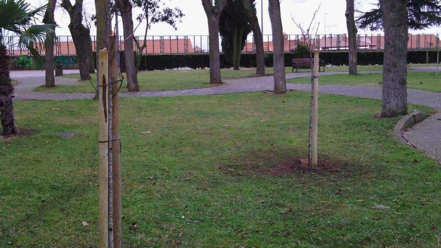 La Concejalía de Medio Ambiente repone dos cerezos en La Mota