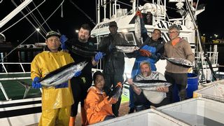 Descarga de 2.300 kilos en Avilés: el bonito del norte se aproxima al Cantábrico, pero nada bajo delfines