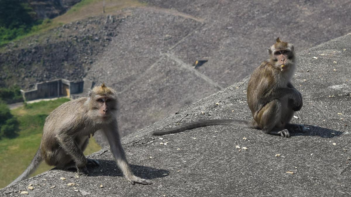 Macacos de cola larga.