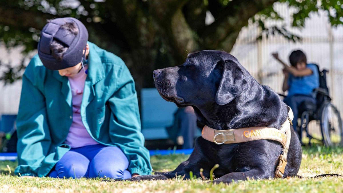 Terapia a cuatro patas: Wailo conquista corazones y mejora vidas