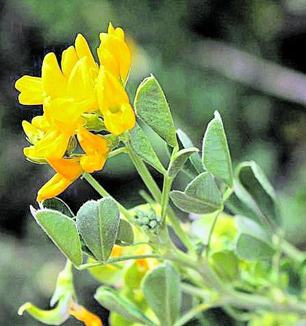 MARZO. La medicago o alfalfa arbórea es un arbusto perenne originario de Asia Menor pero naturalizado en buena parte del Mediterráneo. Sus hojas sirven de forraje a los animales, sobre todo en invierno. Las flores tienen el cáliz en forma de campana y la corola de amarillo naranja. En cuanto al fruto, tiene una curiosa forma al enrollarse en espiral con un hueco en el centro.