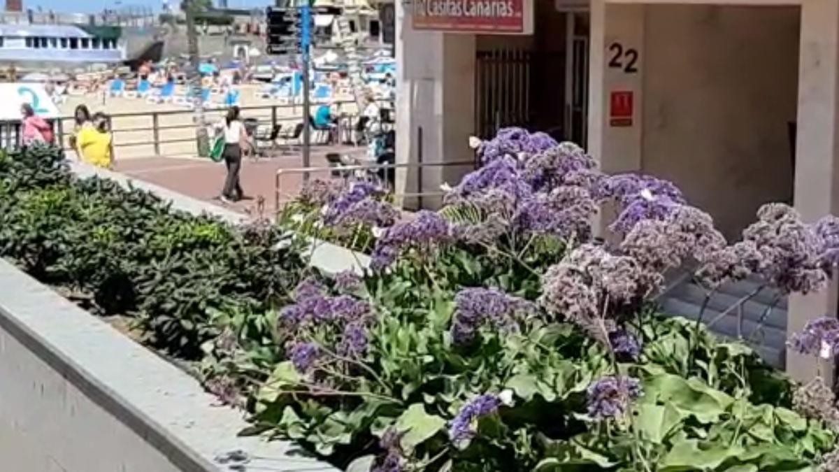 Mariposas en un día soleado en Las Canteras (07/04/21)