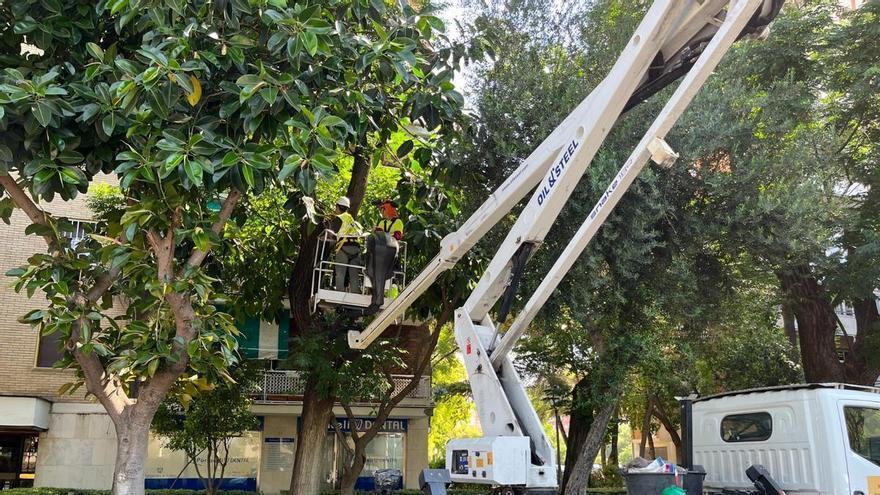 Los árboles de Sevilla, a examen: el Ayuntamiento revisa plazas y parques para evitar que se caigan las ramas por el calor
