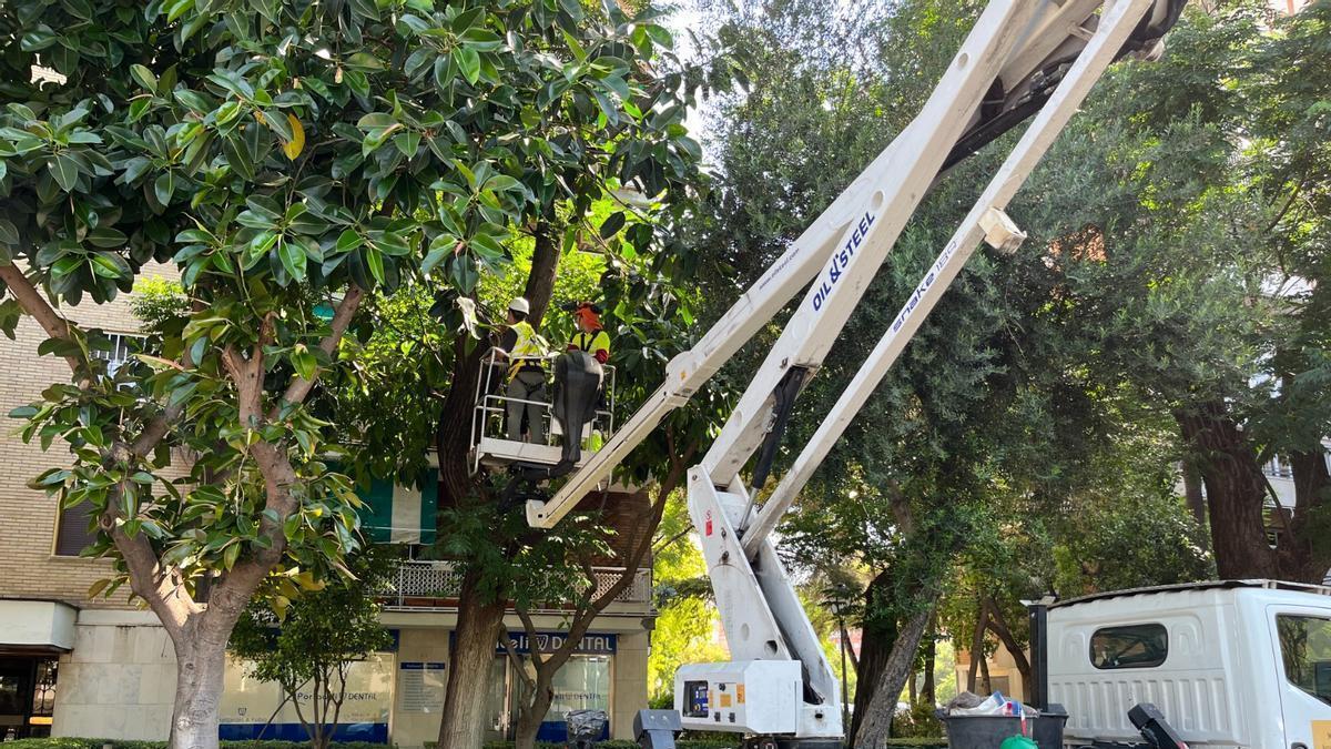 Los operarios municipales revisan el estado de los árboles de la ciudad.