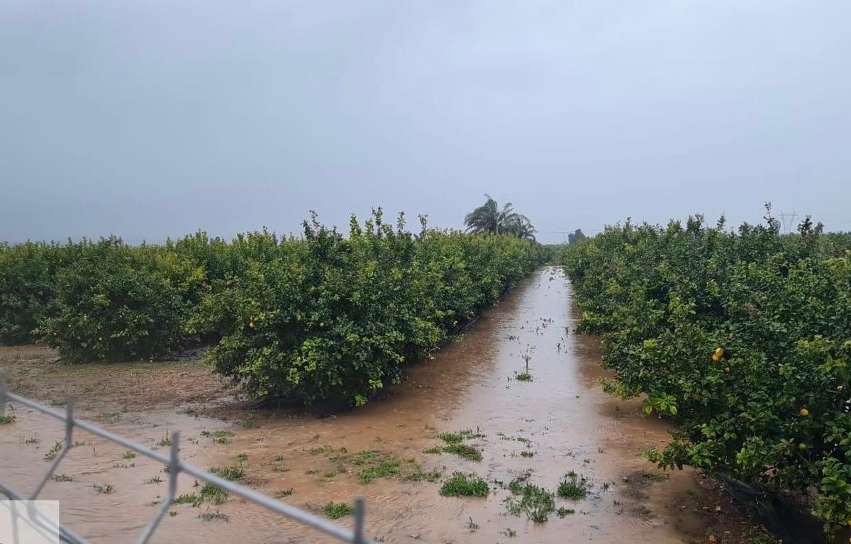 Los cítricos han salido beneficiados por el ahorro en el riego.