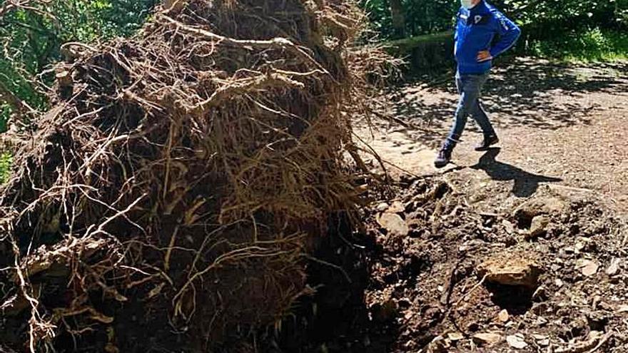 Daños en una ruta de la Fervenza do Toxa al caer un gran carballo