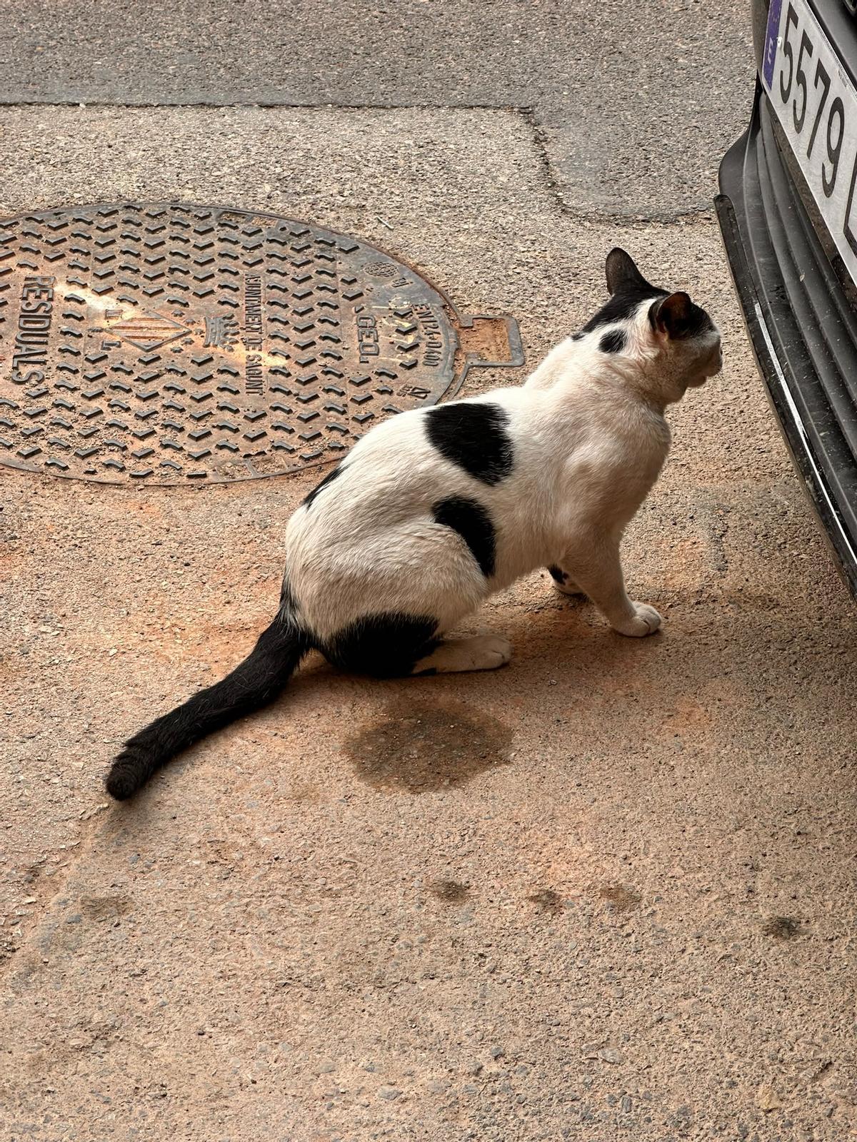Uno de los gatos rescatados.
