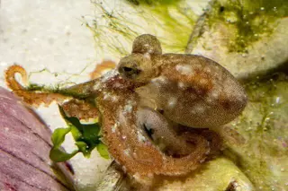 Investigadores de Vigo hacen historia al conseguir reproducir pulpo en cautividad