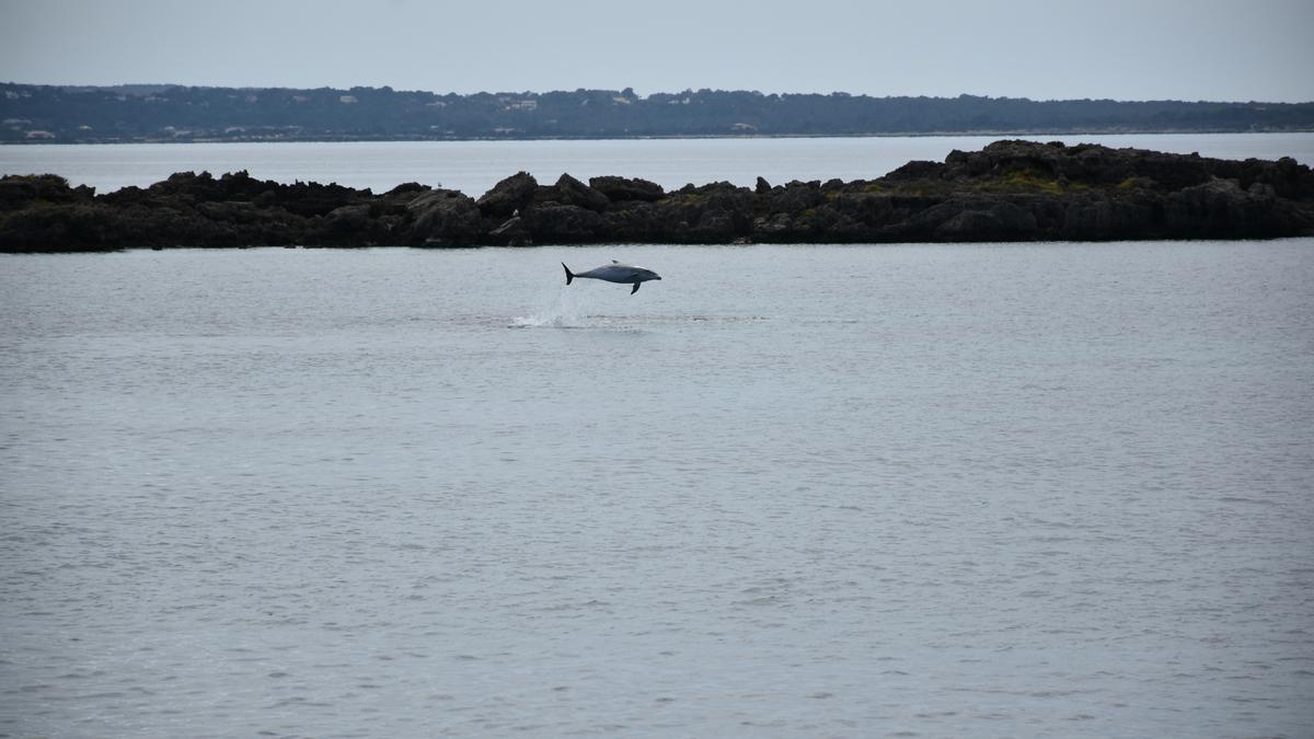 Delfines en  s'Espalmador