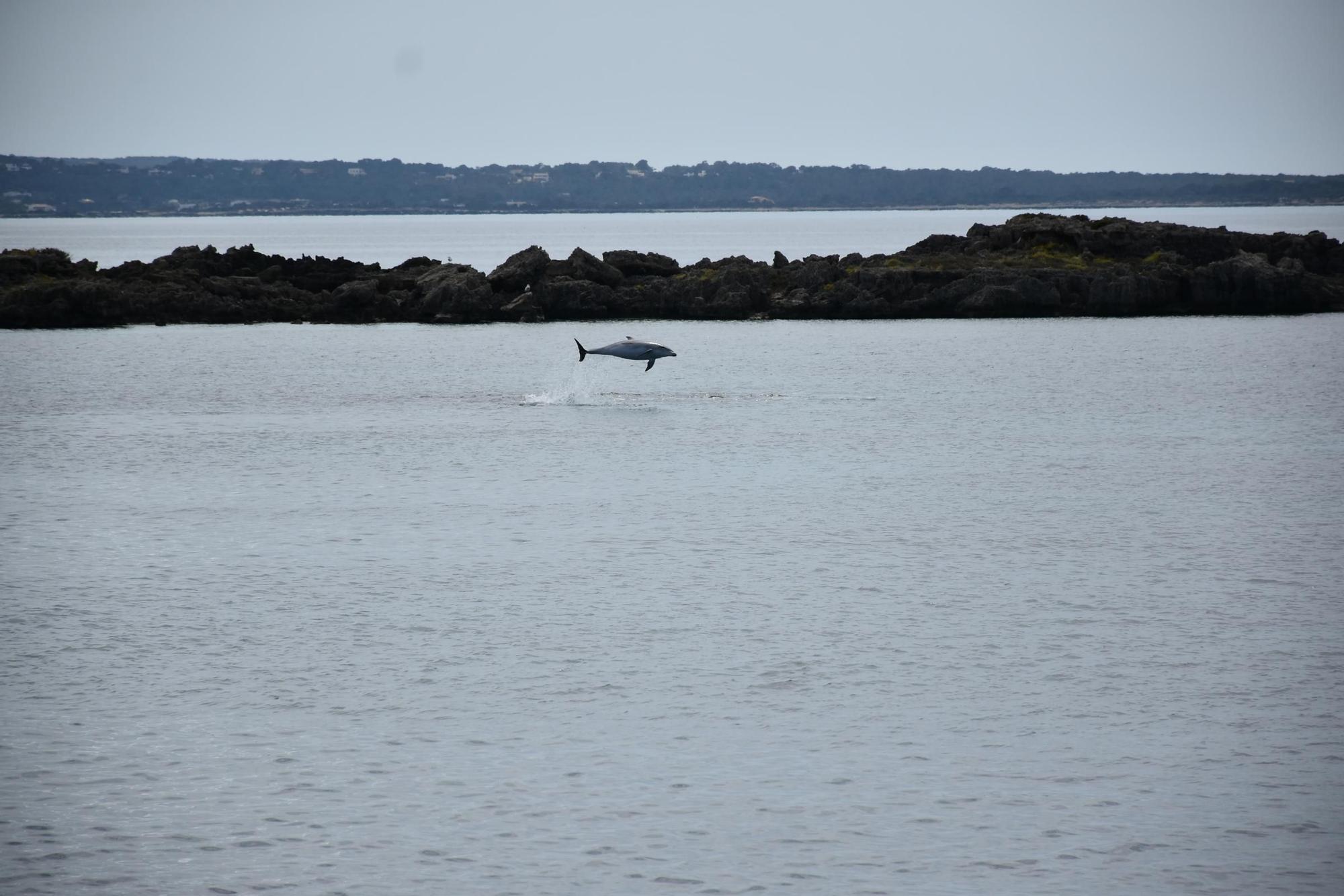 Delfines en  s&#039;Espalmador