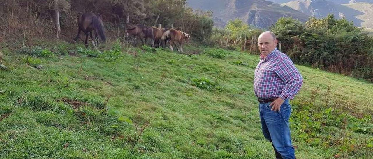 Manuel Queipo, en la finca en la que su ganado sufrió el último ataque del lobo.