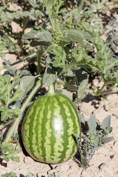 Nur auf guten Böden können gesunde Pflanzen wachsen und süße Melonen reifen. Ein Besuch zur Erntezeit auf Sa Teulera, einem Biohof bei Petra.