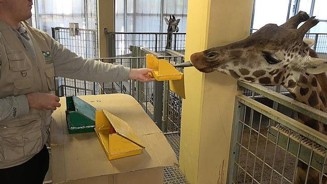 Assaig durant l’estudi científic amb una girafa del Zoo de Barcelona. | LOIDI ET AL., 2026 / UB / ZOO DE BARCELONA