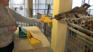 Les girafes del Zoo ‘saben’ matemàtiques