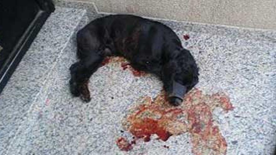 Condenado a 9 meses de prisión por matar a su perro en Navas del Madroño
