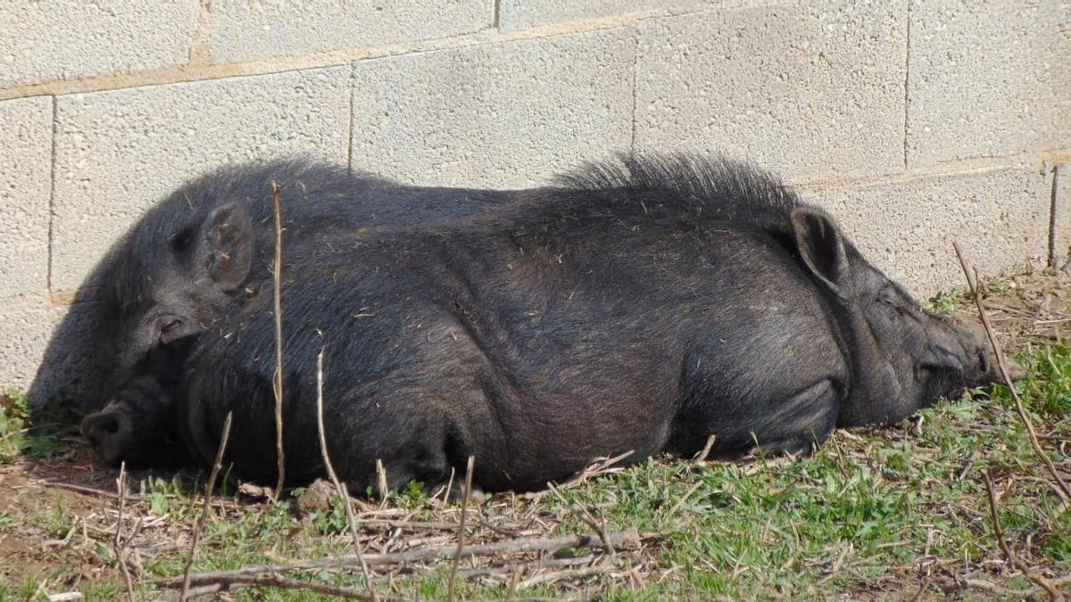 &#039;Flautista&#039; y &#039;Violinista&#039; descansan en su nuevo hogar de Orihuela (Alicante).