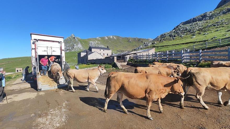 La batalla de Pinos estalla en pleno arranque de la campaña ganadera: el juez ordena a la Guardia Civil bloquear el traslado a León de 1.500 reses mierenses