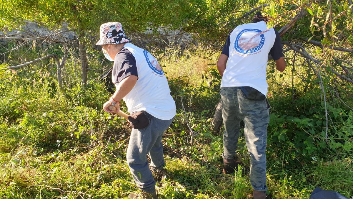 Labores de control del rabo de gato en La Orotava