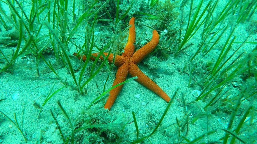Investigadores de la UMA restaurarán praderas marinas del litoral