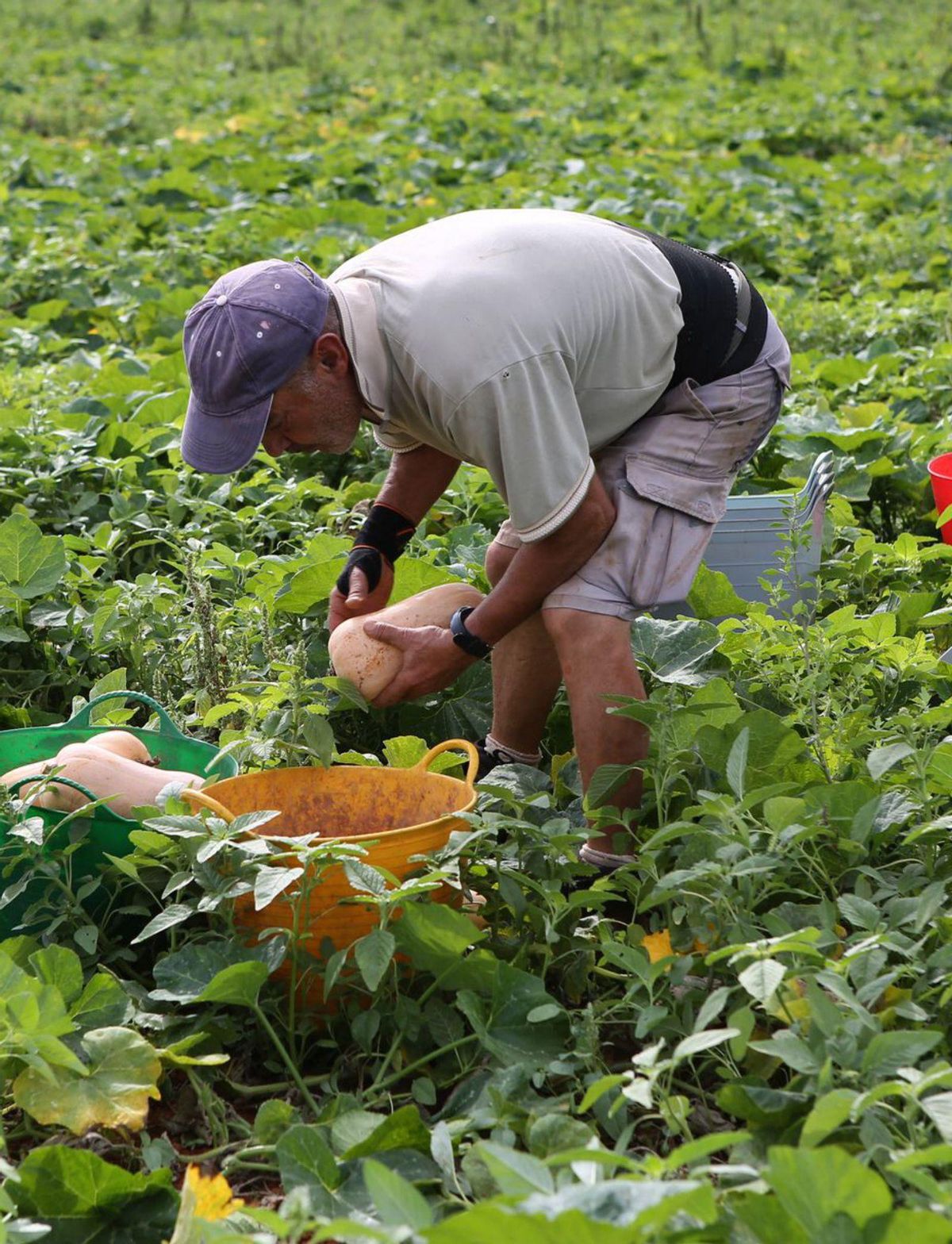 Un agricultor recoge calabazas. | PETER SPRANZ