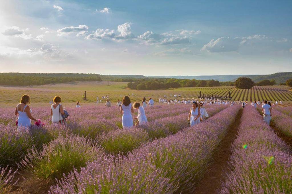 Festival de la Lavanda