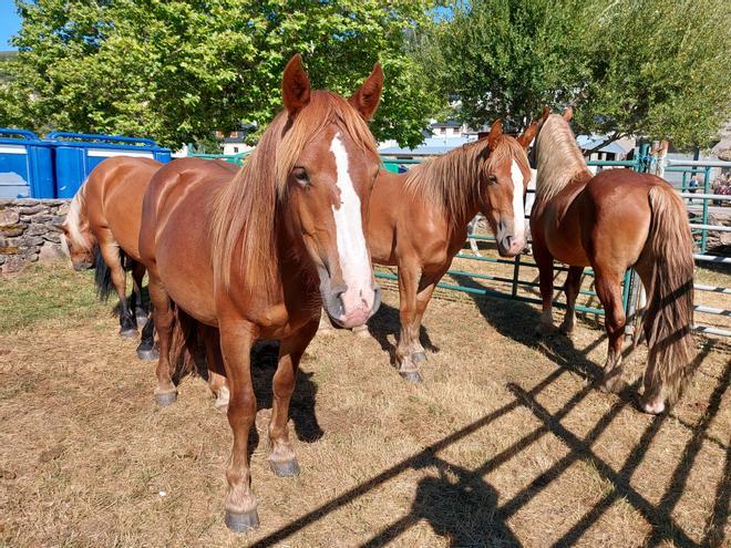 GALERÍA | Feria de caballos de Porto de Sanabria