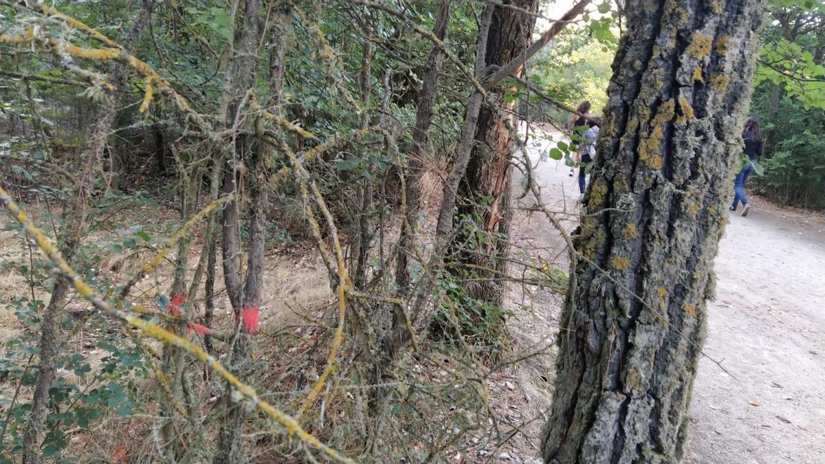 Arboles marcados con pintura el Valorio