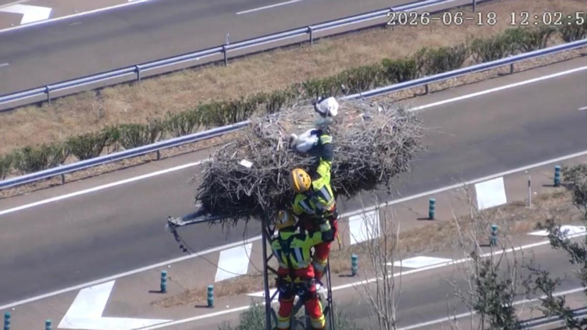 Momento del rescate de una cigüena en una torre eléctrica sin suministro de Lobón.